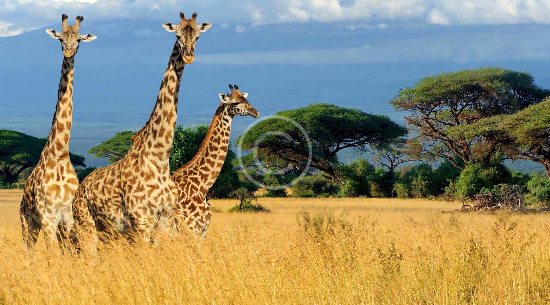 Masai giraffe